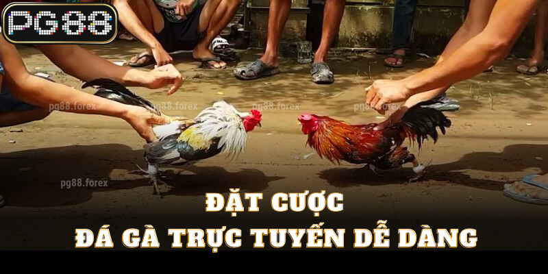 Đặt cược đá gà trực tuyến dễ dàng